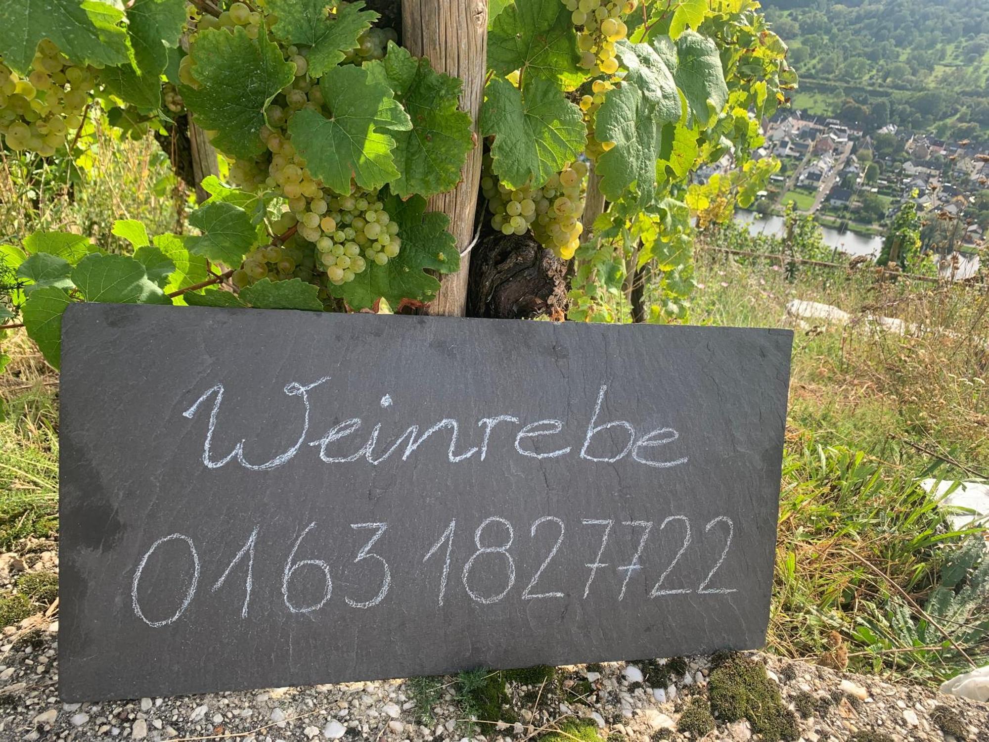 Апартаменты Weinrebe Бернкастель-Кюс Экстерьер фото